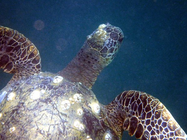 海龜外殼及頭被龜藤壺（Chelonibia testudinaria）附著。 圖｜陳國勤提供，Ceri Lewis 攝影