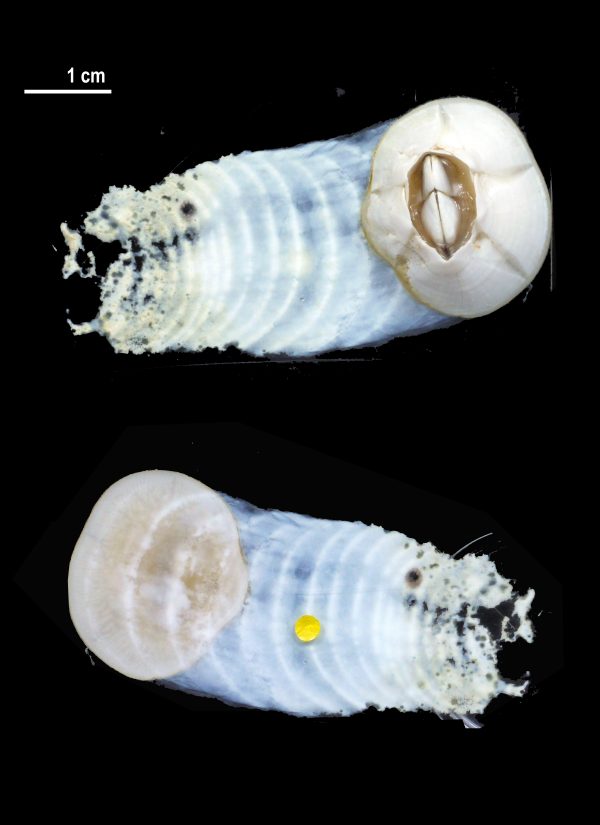 陳國勤最新的研究就發現，生長在海龜背甲上的龜藤壺（Chelonibia testudinaria），甚至可溶解其底部的膠黏蛋白，並可移動。上圖為正面照。下圖為底部照。 圖｜陳國勤提供