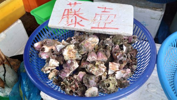 在宜蘭大溪，巨藤壺是一種海鮮，且有海底火山之稱。 圖｜陳國勤提供