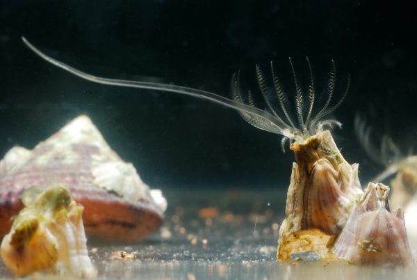 圖片右側為雄性的紋藤壺（Amphibalanus amphitrite），屬於無柄藤壺，火山外殼頂端有羽毛般的六對蔓足，以及伸出比身體還長的陰莖探索雌性，最長可達身體長度的數十倍。 圖｜陳國勤提供，余慧盈攝影