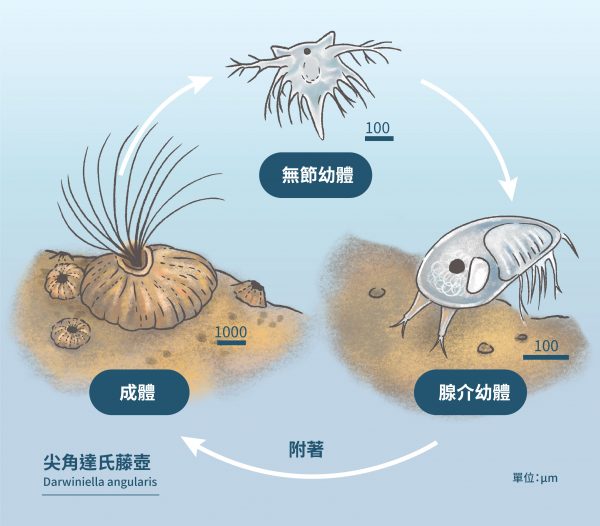 藤壺生活史示意圖，藤壺的幼體孵化後，成為無節幼體（歷經6個階段），再變成腺介幼體，最後變態為成體。 圖｜研之有物（資料來源：陳國勤實驗室）