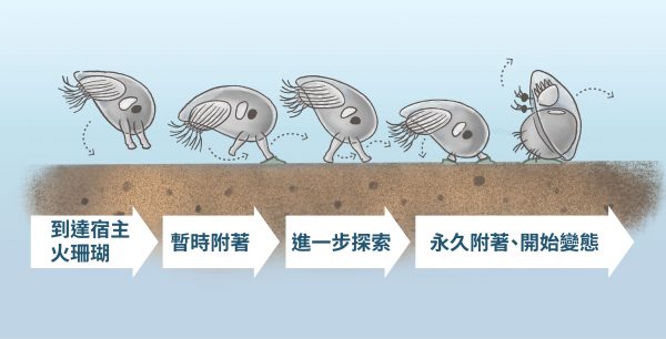孔寬楯藤壺的腺介幼體定居火珊瑚的示意圖。 圖｜研之有物（資料來源：陳國勤）