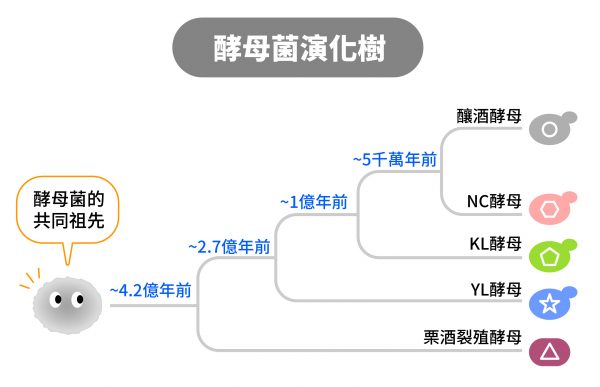 演化樹顯示呂俊毅探討的五種不同酵母菌，以及分化出來的大概時間，酵母菌中心圖案表示同顏色酵母菌的必需基因。 圖｜研之有物（資料來源：呂俊毅）