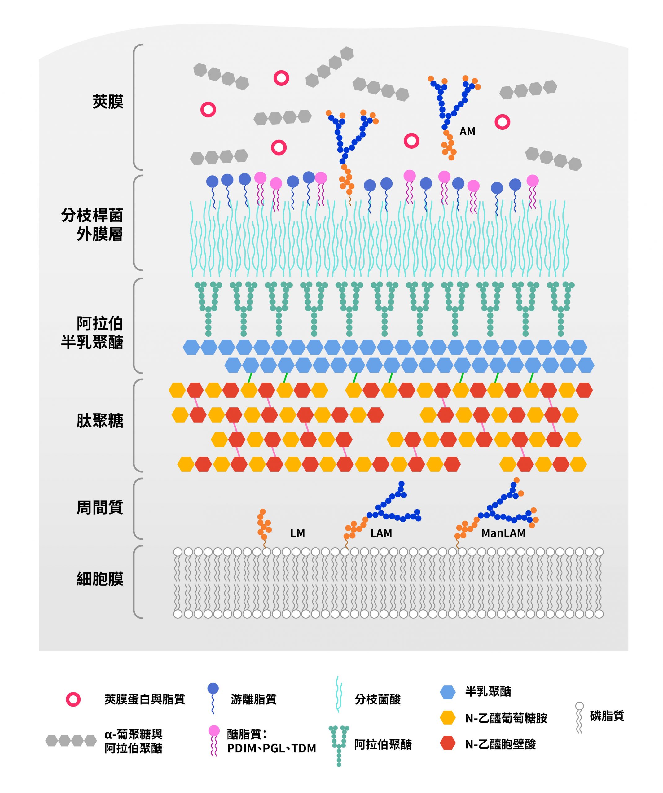 結核分枝桿菌的細胞壁示意圖。其中：AM 為阿拉伯甘露聚醣、LM 為脂化甘露聚醣、LAM 為脂化阿拉伯甘露聚醣、ManLAM 為甘露糖末端修飾的脂化阿拉伯甘露聚醣。 圖｜研之有物（資料來源｜ Johanna Raffetseder）