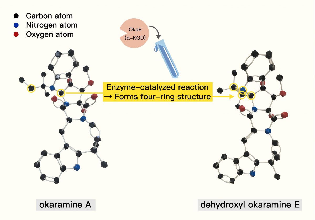 The okaramine chemical structure. The diagram shows how the OkaE enzyme (represented conceptually by the test tube) acts like a specialized LEGO connector, catalyzing the formation of a crucial four-ring structure (highlighted) by joining two specific carbon atoms. Source: Biosynthesis of Complex Indole Alkaloids: Elucidation of the Concise Pathway of Okaramines. Diagram adapted by: Lin Ting-Hsien and Chang Yu-Chen
