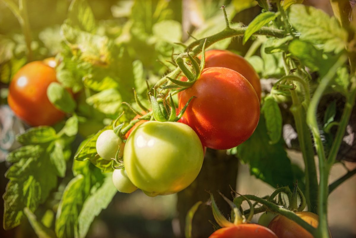 蕃茄是陳逸然團隊最初的研究對象。圖|iStock