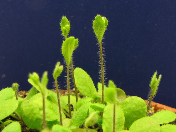 為了系統性驗證免疫分子機制，陳逸然團隊投入研究界公認的模式植物——阿拉伯芥。圖片為室內種植的阿拉伯芥。 圖｜Flicker - BlueRidgeKitties