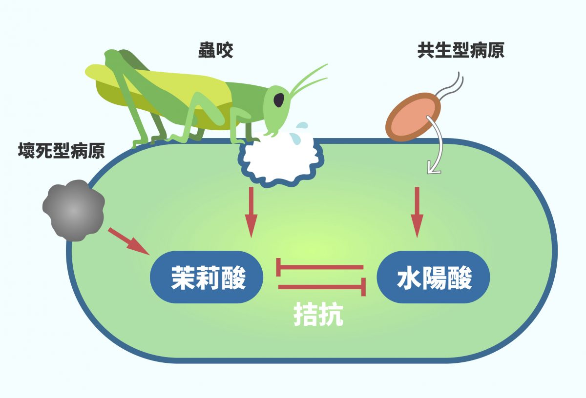 植物免疫系統可區分為水楊酸機制與茉莉酸機制,水楊酸專門對付共生型病原危害,茉莉酸則是受到蟲咬以及壞死型病原危害時啟動,兩者相互拮抗。圖|研之有物(資料來源:陳逸然)