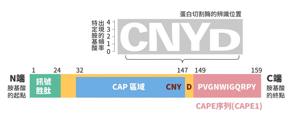 蕃茄的 PR1 序列,陳逸然分析 PR1 序列時,發現「CNYD」序列及後方的氨基酸序列,在不同的植物物種中皆有很高的演化保留度。後續各項實驗也證明,CNYD 確實是蛋白酶用來辨識並切斷 PR1 的位點。 圖|研之有物