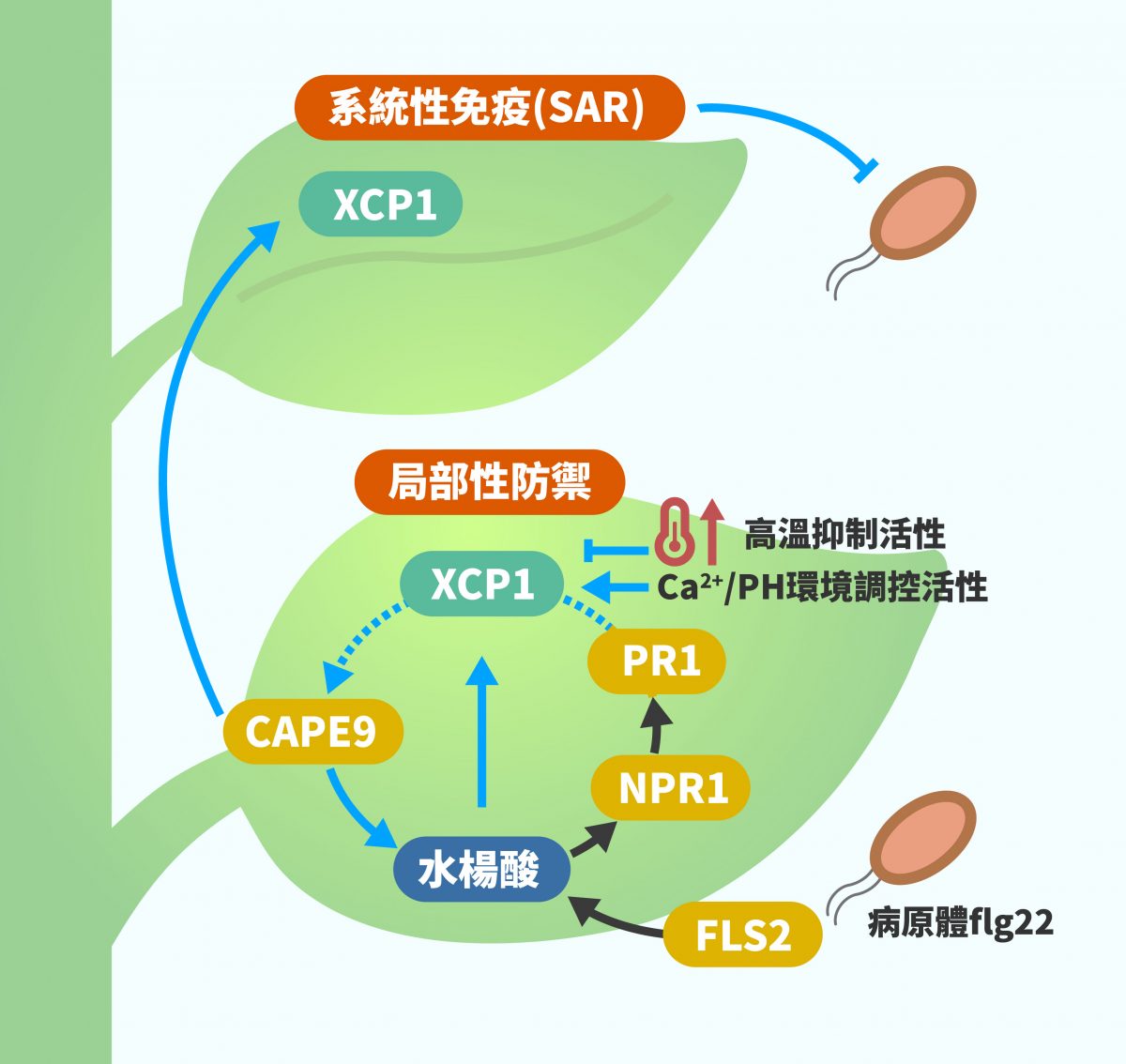 受病原體引發水楊酸系統性免疫反應。箭頭表示正向促進,T 字符號表示抑制。虛線部分解釋:XCP1 切割 PR1,產生 CAPE9 片段。CAPE9 除了引發系統性免疫,也會回過來促進局部性防禦。圖|研之有物(資料來源:陳逸然)