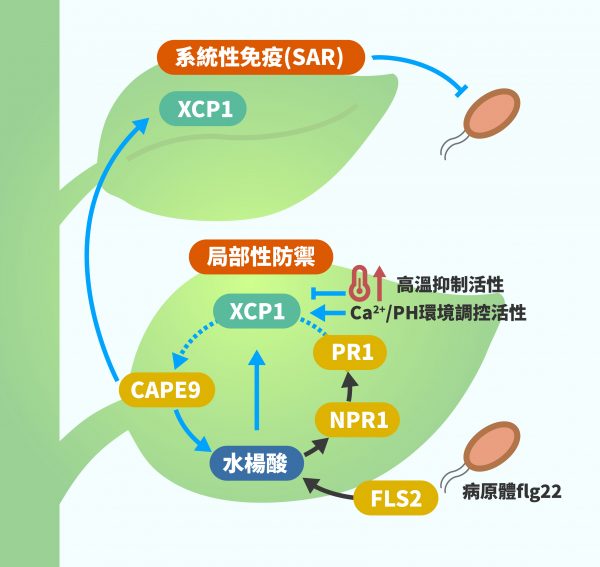 受病原體引發水楊酸系統性免疫反應。箭頭表示正向促進，T 字符號表示抑制。虛線部分解釋：XCP1 切割 PR1，產生 CAPE9 片段。CAPE9 除了引發系統性免疫，也會回過來促進局部性防禦。圖｜研之有物（資料來源：陳逸然）