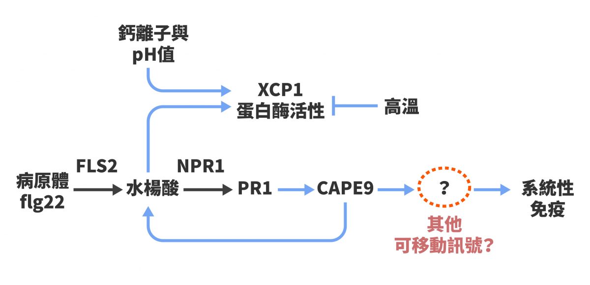 植物體內系統性免疫生化反應模擬途徑模型。圖中藍色箭頭的調控機制,為陳逸然團隊本次的研究成果。黑色箭頭則是過去科學家的知識積累。CAPE9 到系統性免疫的路徑中,還有很多等待解開的謎題。 圖|研之有物(資料來源:陳逸然)